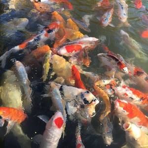 Meet your Posher, Raven